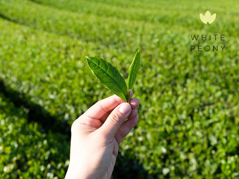 Organic bio tea & its benefits