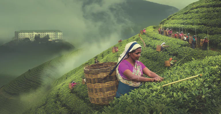 The History of Tea Production in Sri Lanka