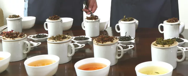GABA Tea: The Rise of a Functional Favorite